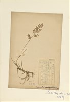 藏品(牛虱草)的圖片